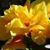 Amy McKelvey Barnard's profile image