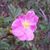 Grace Fronstin's profile image