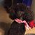 Debbie Blankenship Brewster's profile image