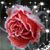 Rosemary Shaffer Millar's profile image