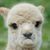 Justin Cantrell's profile image