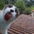 Linda M Kelly's profile image