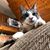 Amy Fly-Hall's profile image