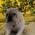 Kevin Ross's profile image