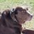 Heather Dickey's profile image