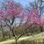 Pam Dutton Williams's profile image