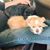 Kathy Morey Lazarz's profile image