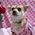 Lois Zdeb's profile image