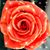 Lynn Bryan's profile image