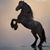 Richard Porras Gallegos's profile image