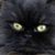 Ann Schreiber's profile image
