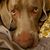 Gretchen Papariello Walker's profile image
