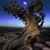 Joann Williams's profile image