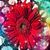 Angela Blakeley's profile image