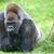 Brian Marrello's profile image