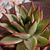 Dolores Ruelas's profile image