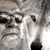 Greg Cheslyn's profile image