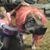 Traci Gaines's profile image