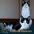 Patches Spots's profile image