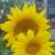 Toni Everts's profile image