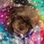 Danielle Caradine's profile image