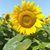 Annie Flowers's profile image