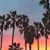 Dominica Garcia-Gamboa's profile image