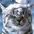Michelle Wolff's profile image