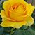 Ethanoor T. Usha-Rosato's profile image