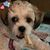 Cindy Hostetler's profile image