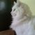 Meg Reider's profile image
