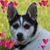 Karen Kirian's profile image