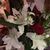 Diane Tolley McLane's profile image