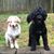 Tracey Hiebler Dearborn's profile image