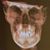 Joshua Carroll's profile image