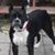 Chris Harel's profile image