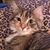 Carol A Dallago's profile image