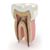 Orange Plaza Dentistry's profile image