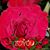 Ruth Tuddy Battelle's profile image