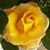 Jean Pace's profile image