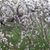 Carol S McDonald Wright's profile image