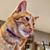 Julie Haase's profile image