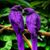 Marilynn Sanzone's profile image
