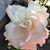 MaryJane Collins Oziminski's profile image