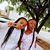 Shenikwa Bella Thornton's profile image