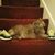 David Berinsky's profile image