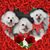 Kathy Harris's profile image