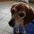 Kristine Farraher Skummer's profile image