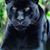 Kymistry Gunn's profile image