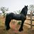 Leonel Lemus's profile image